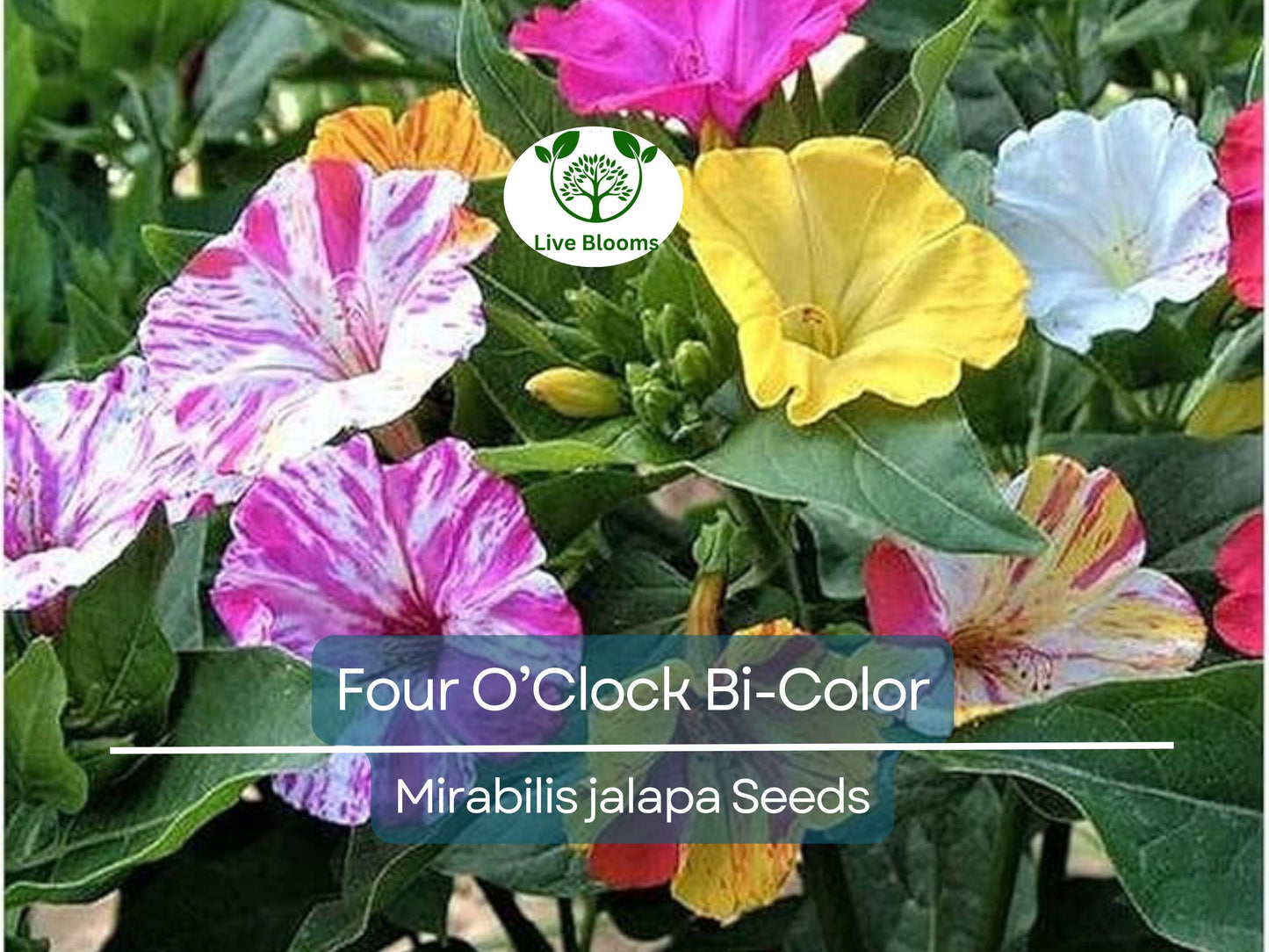 25 Seeds Four O’Clock Bi-Color – Heirloom Non-GMO Annual or Perennial Pollinator Plant