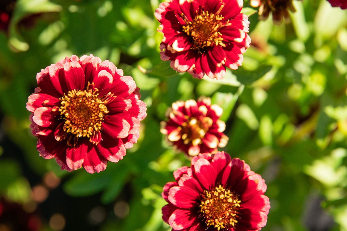 Aztec Burgundy Bicolor Zinnia Seeds – 100+ Heirloom Flower Seeds for Cut Flowers & Pollinator Gardens, Sunset Colors, Zinnia elegans