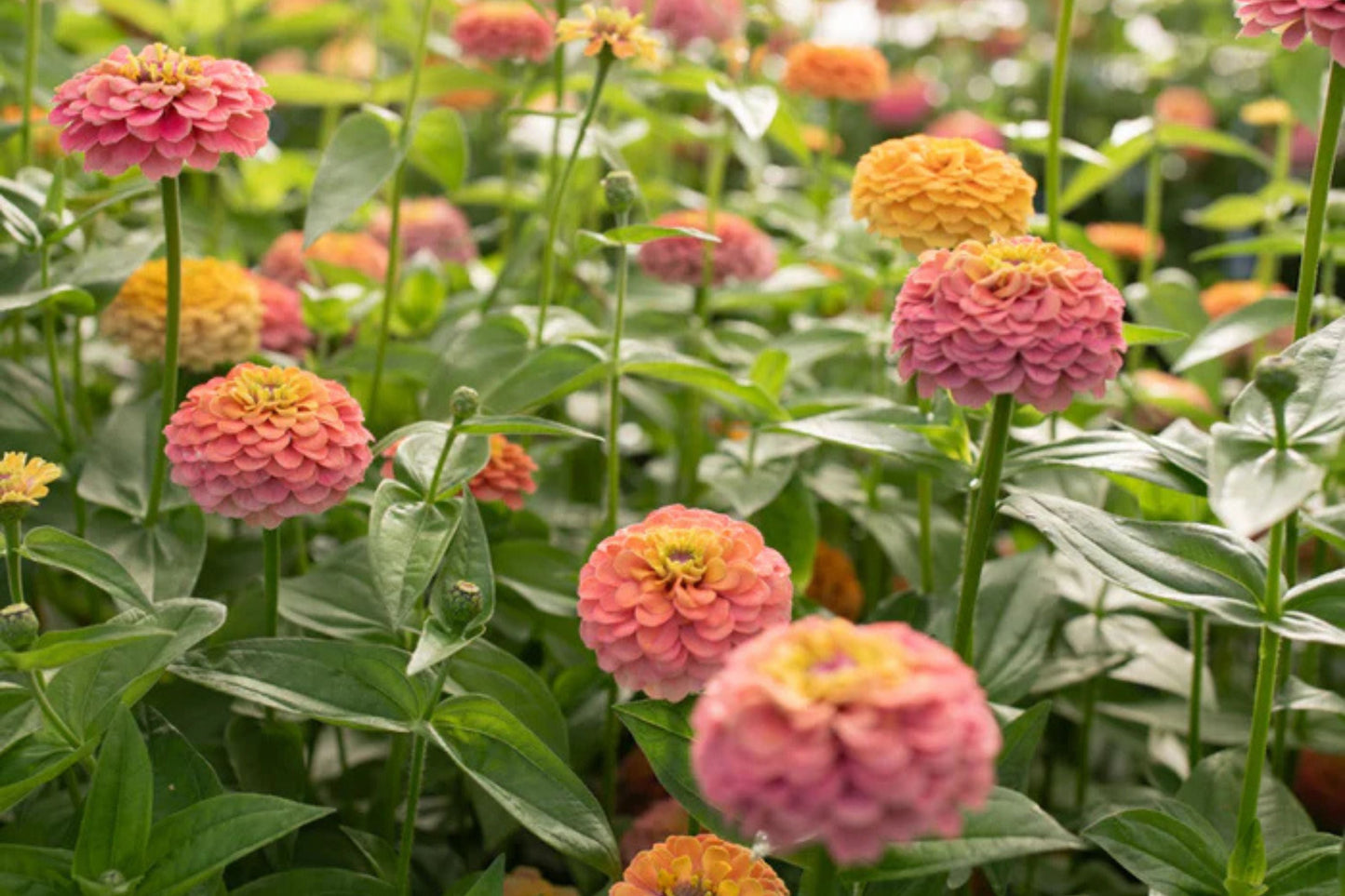 Unicorn Mix Zinnia Seeds - Pastel Flowers, Butterfly Garden, Cut Flowers, Zinnia elegans, Easy to Grow, USA Grown