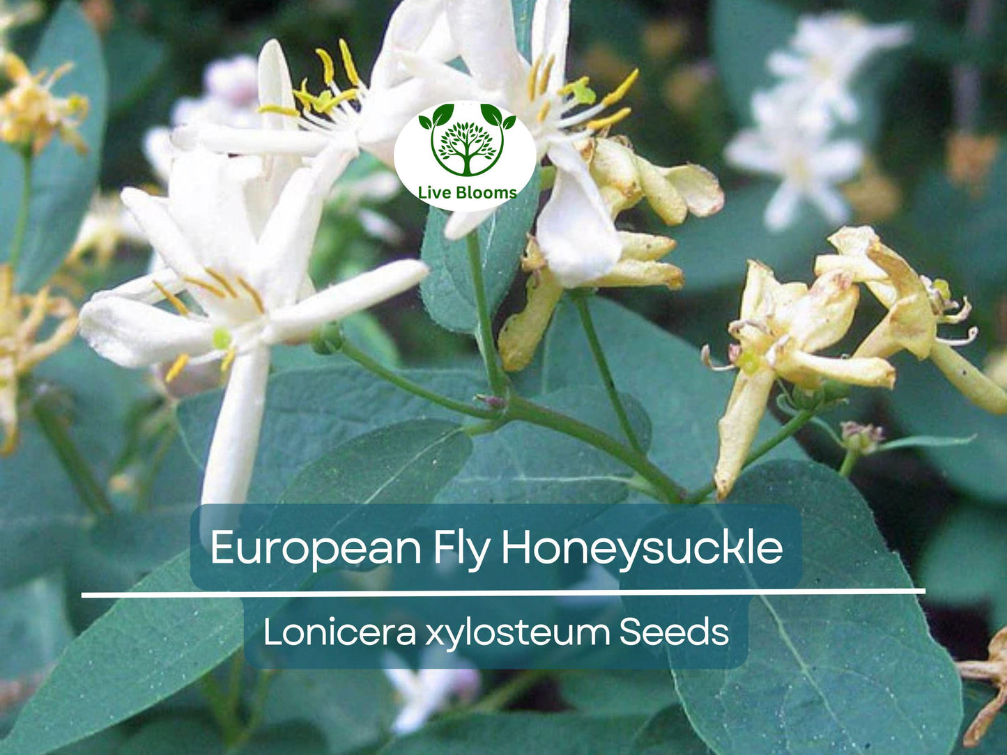 50 European Fly Honeysuckle Vine Seeds - Hardy Native Perennial with Fragrant White Flowers & Wildlife Benefits