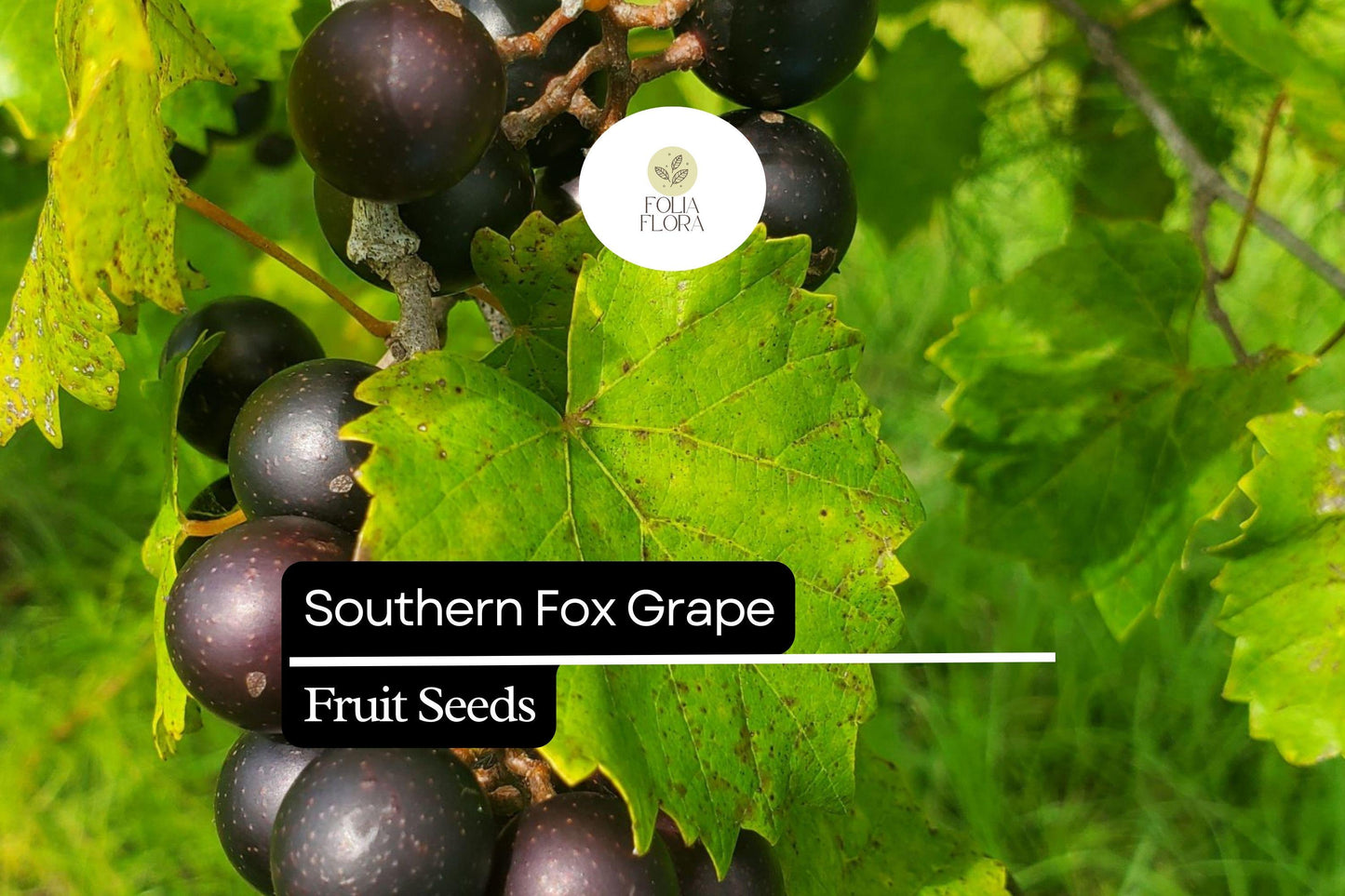 Southern Fox Grape Seeds (Vitis rotundifolia) - 25 Seeds for Muscadine Grapes, Wine & Jelly