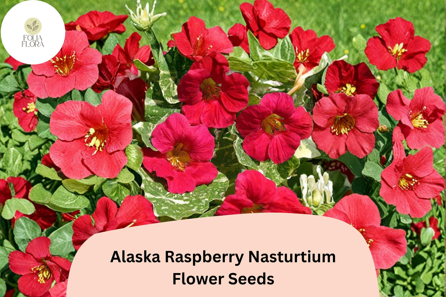 50+ Alaska Raspberry Nasturtium Seeds | Tropaeolum majus | Deep Raspberry Flowers & Variegated Foliage