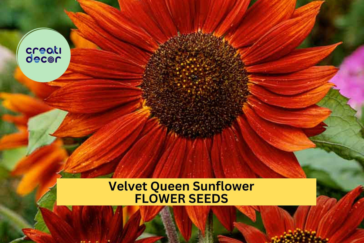 Velvet Queen Sunflower Seeds 3pcs 1g Deep Red Blooms Helianthus annuus 'Velvet Queen' for Pollinator Gardens & Cut Flowers