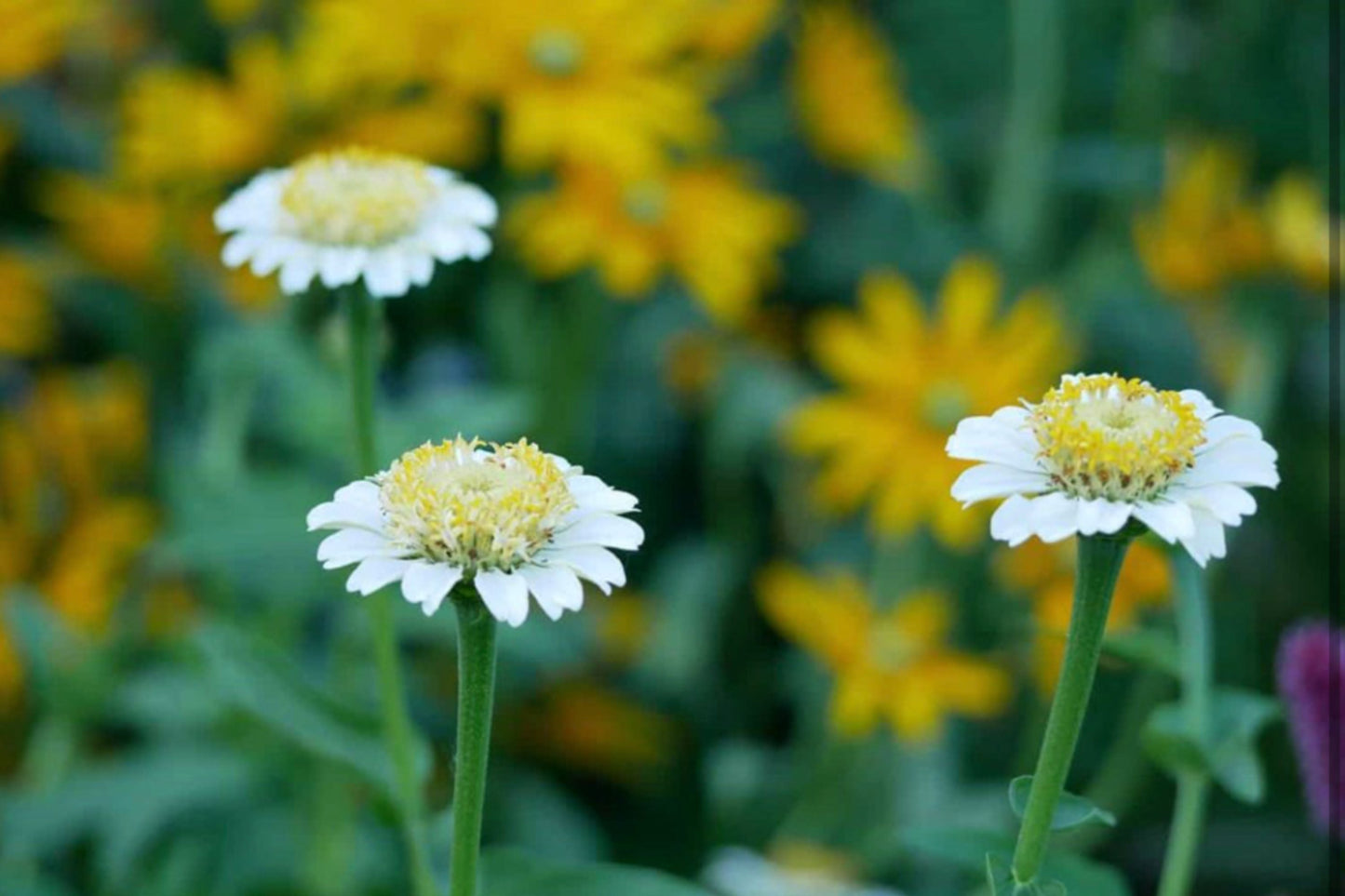 Zinderella White Zinnia Seeds – 100 Heirloom Fully Double White Flowers for Cut Gardens & Pollinator Gardens, Zinnia elegans