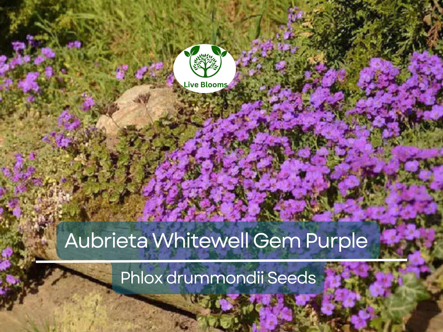 500 Seeds Aubrieta Whitewell Gem Purple Rock Cress - Non-GMO Perennial Groundcover with Vibrant Purple Blooms
