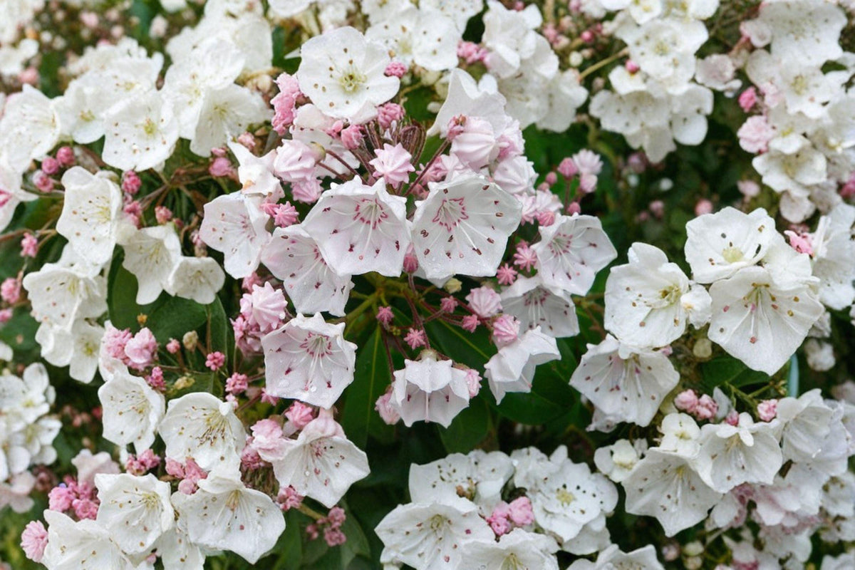 Mountain Laurel Seeds - 100 Count - Kalmia latifolia - Native Evergreen Shrub with Pink Flowers - Ideal for Woodland Gardens
