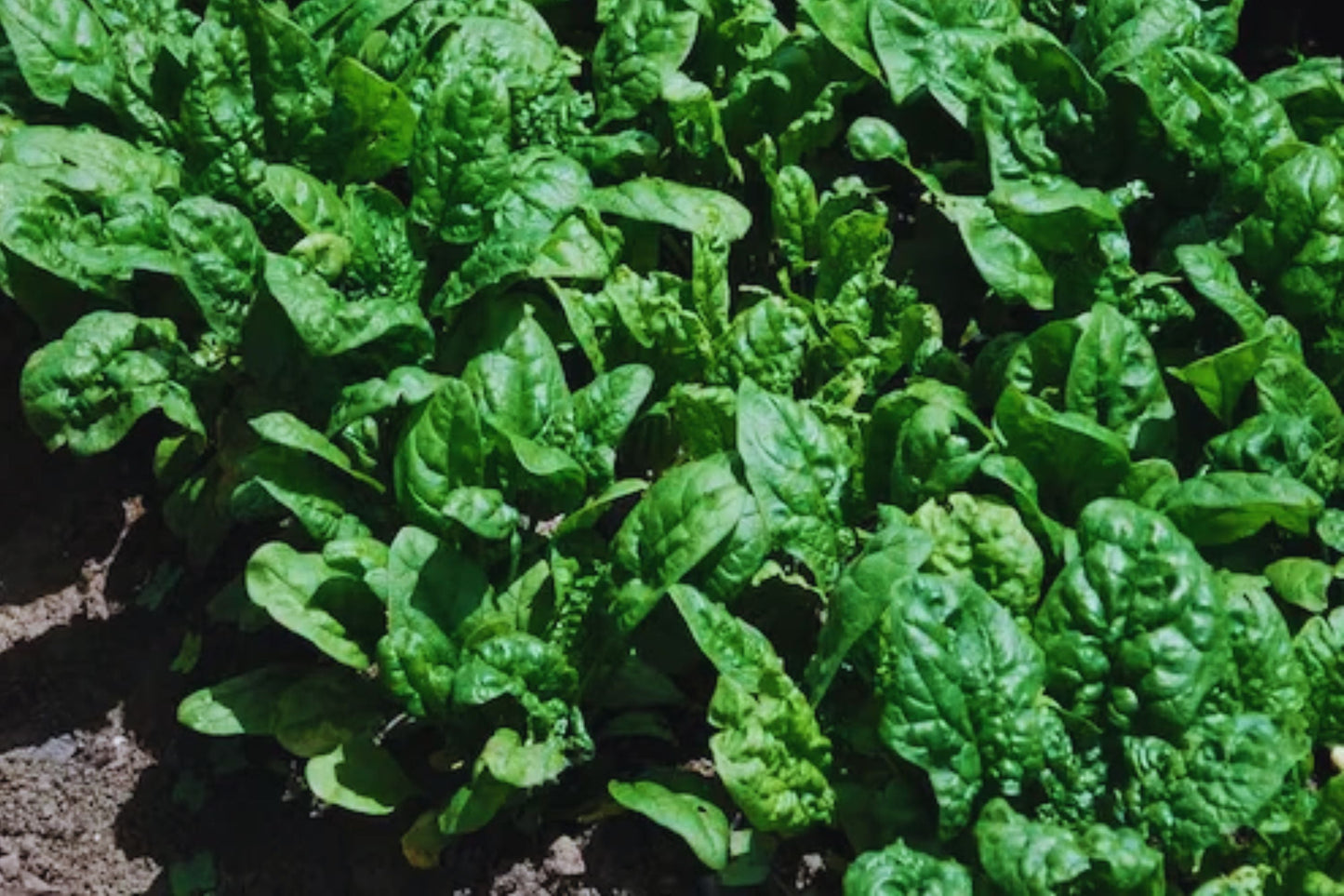 Bloomsdale Spinach Seeds - 150+ Non-GMO Heirloom Spinacia oleracea Seeds