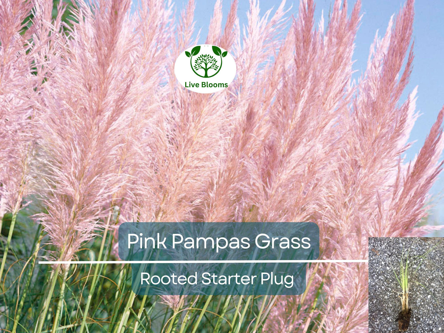 3 Pink Pampas Grass Rooted Starter Plugs - Hardy Ornamental Grass for Landscaping & Gardens