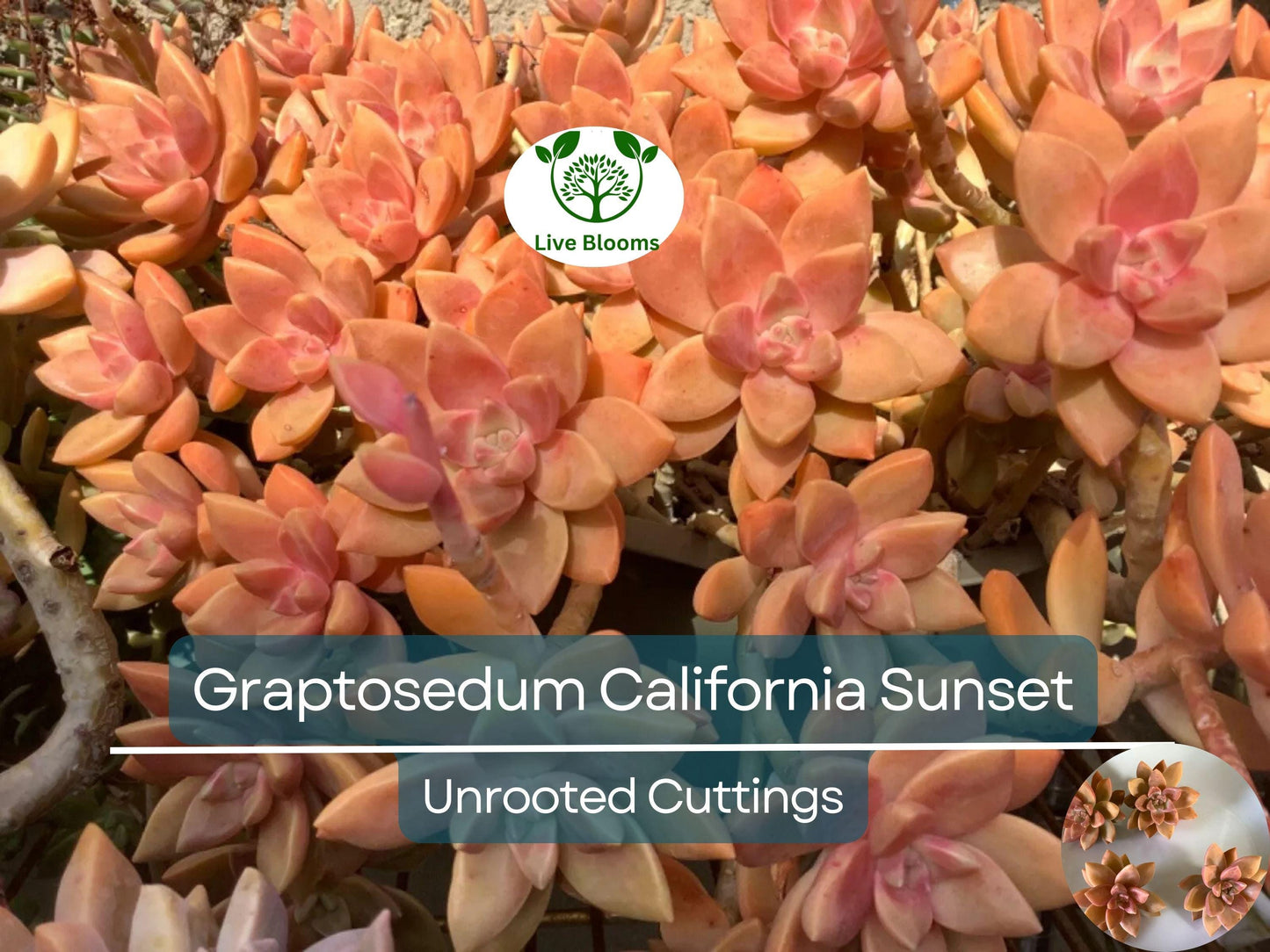 4 GraptoSedum California Sunset Unrooted Cuttings - Vibrant 2-3” Succulent for Propagation & Containers