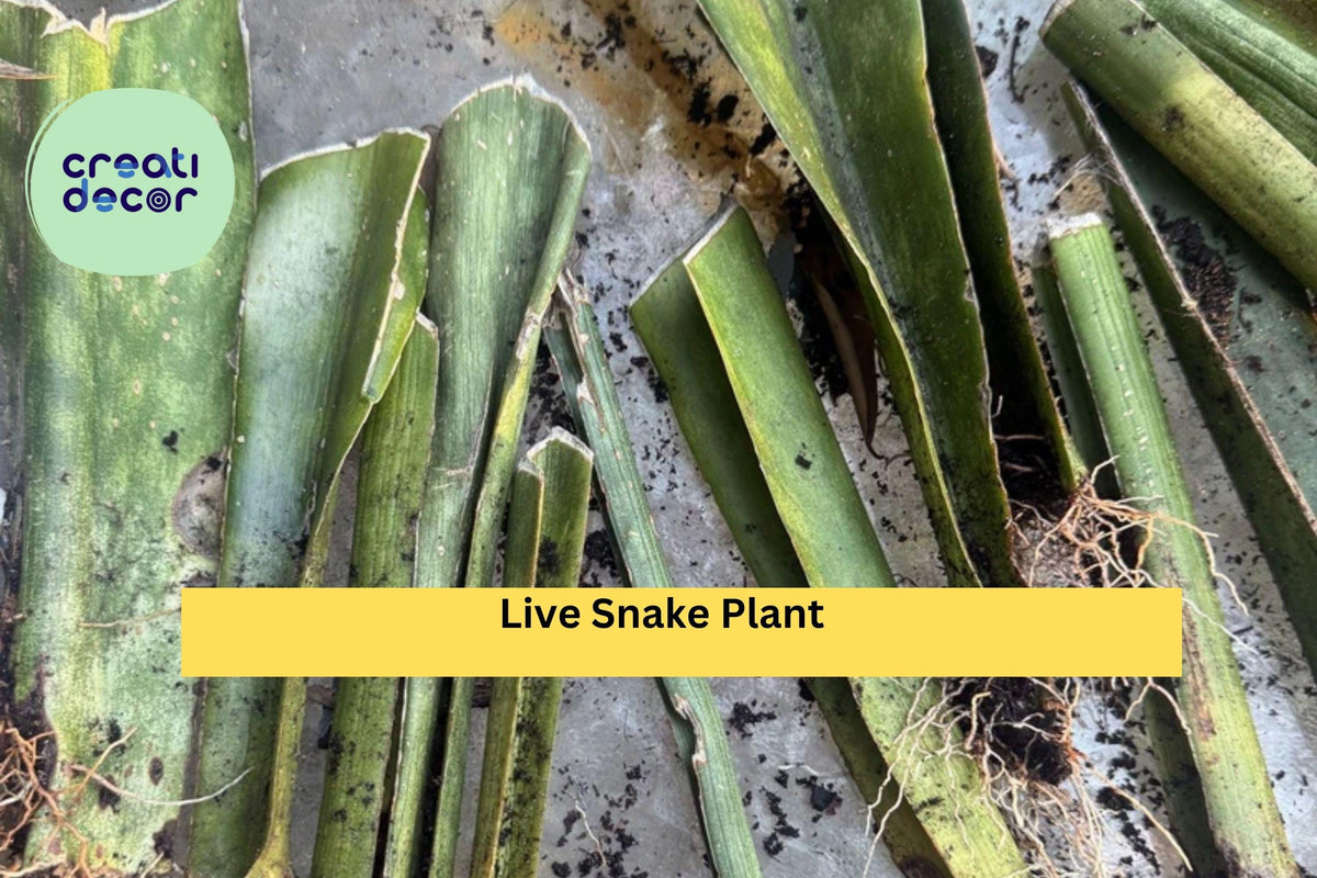 Live Snake Plant Cuttings with Roots - Sansevieria trifasciata - Green Variegated Indoor Houseplant - Low Light Tolerant