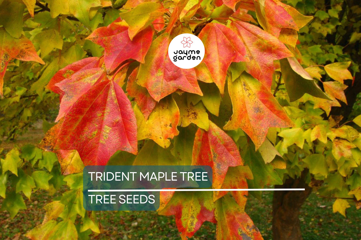 20 Trident Maple Tree Seeds - Acer buergerianum, Hardy Bonsai, Vibrant Fall Colors, Drought Tolerant, Fast Growing Trees