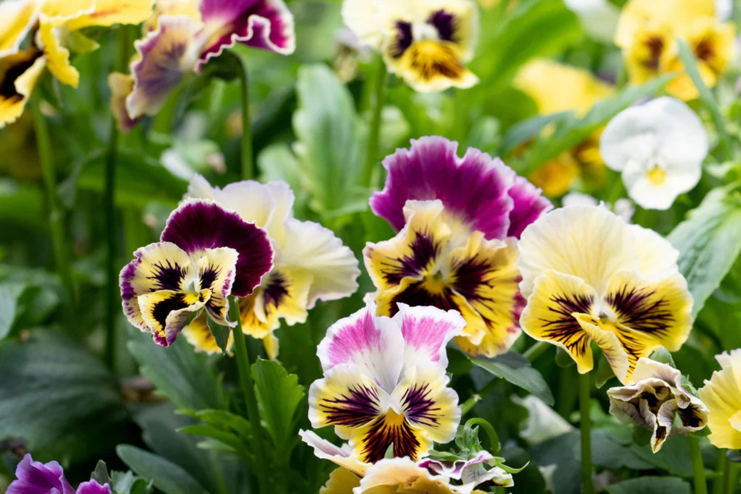 Rococo Mix Pansy Seeds – Viola cornuta Heirloom Flower Seeds for Cool Weather Gardens & Containers