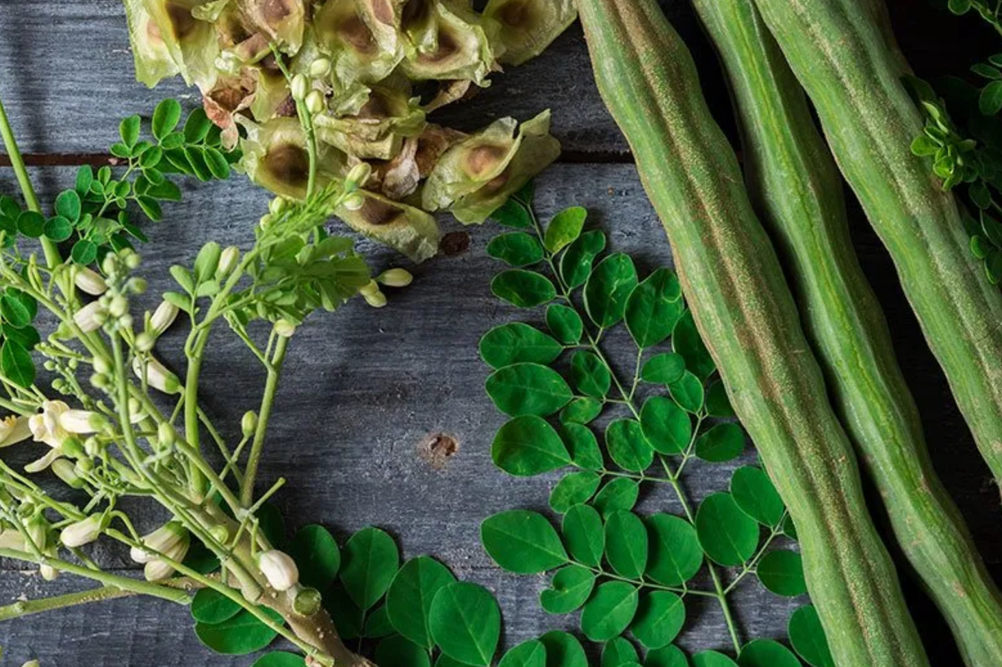Moringa Oleifera Tree Seeds - 10 Pack, Drumstick Tree, Nutrient-Rich Superfood, Fast Growing, Edible Leaves & Pods