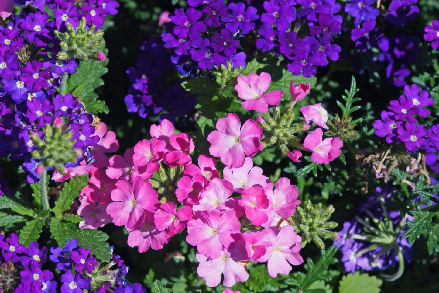 Verbena Seeds Violet Blue Lagoon 200 pcs Perennial Flower, Electric Blue, Verbena bonariensis