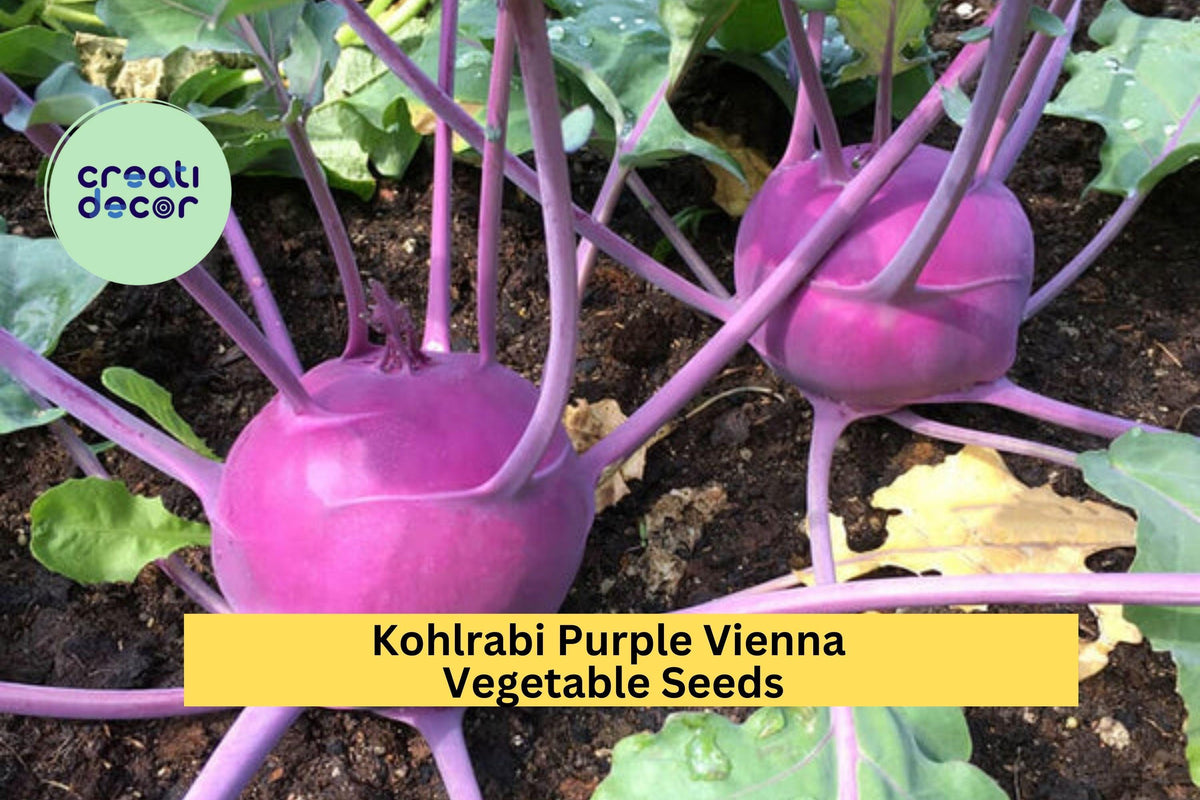 Kohlrabi Seeds 500mg 3pcs Purple Vienna Brassica Oleracea Heirloom Cool Season Vegetable for Home Gardening