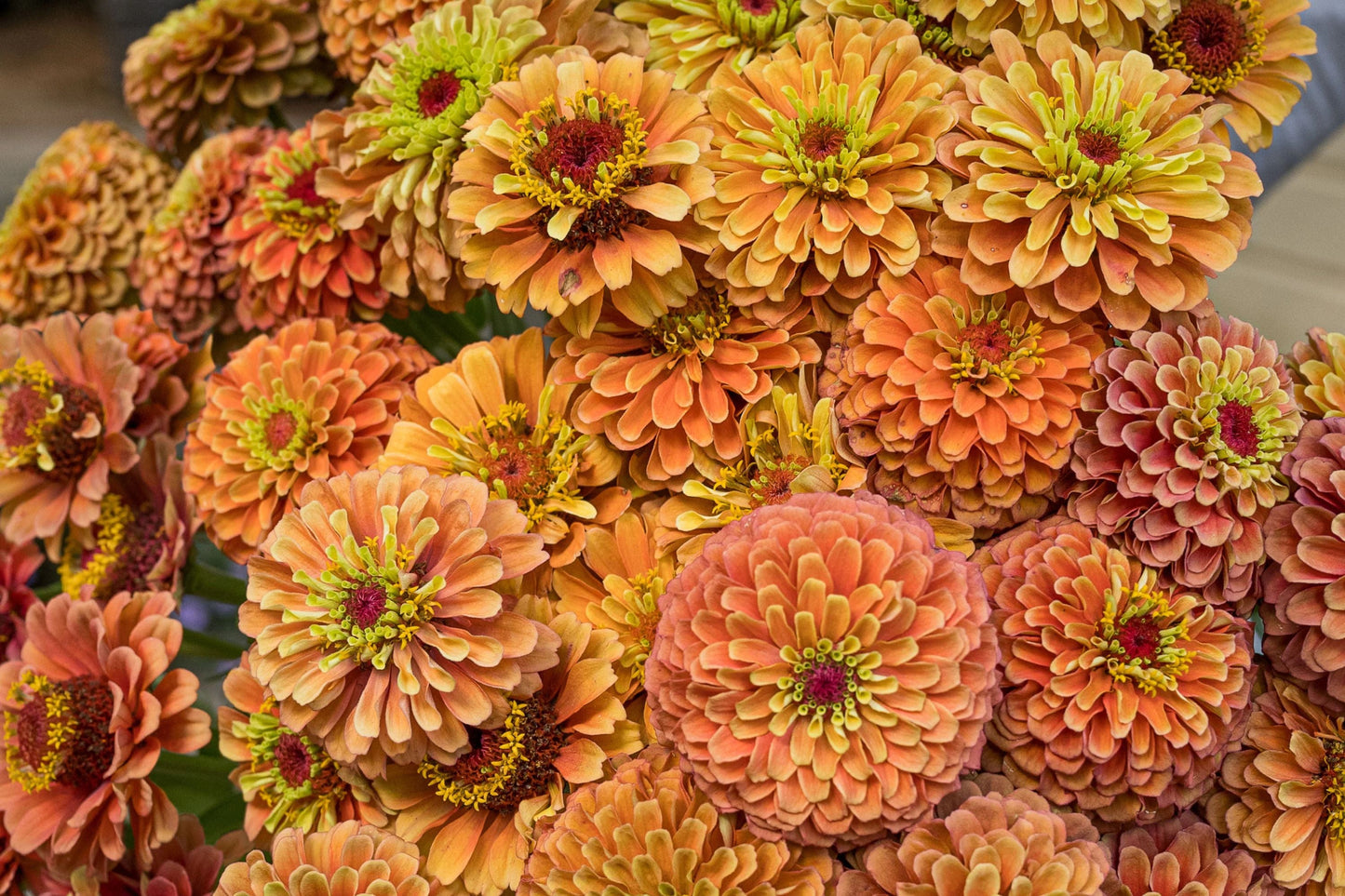 Queen Lime Orange Zinnia Seeds – Bi-Color Flowers, Pollinator Magnet, Cut Flower Garden, Zinnia elegans, 100 Seeds