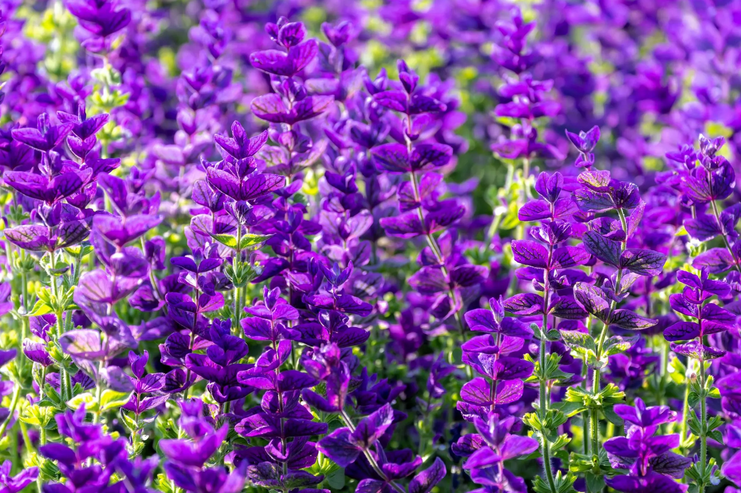 Salvia Seeds - Blue Monday 50 PCS - Vivid Purple-Blue Annual Flower - Salvia Horminum for Garden, Borders, Containers