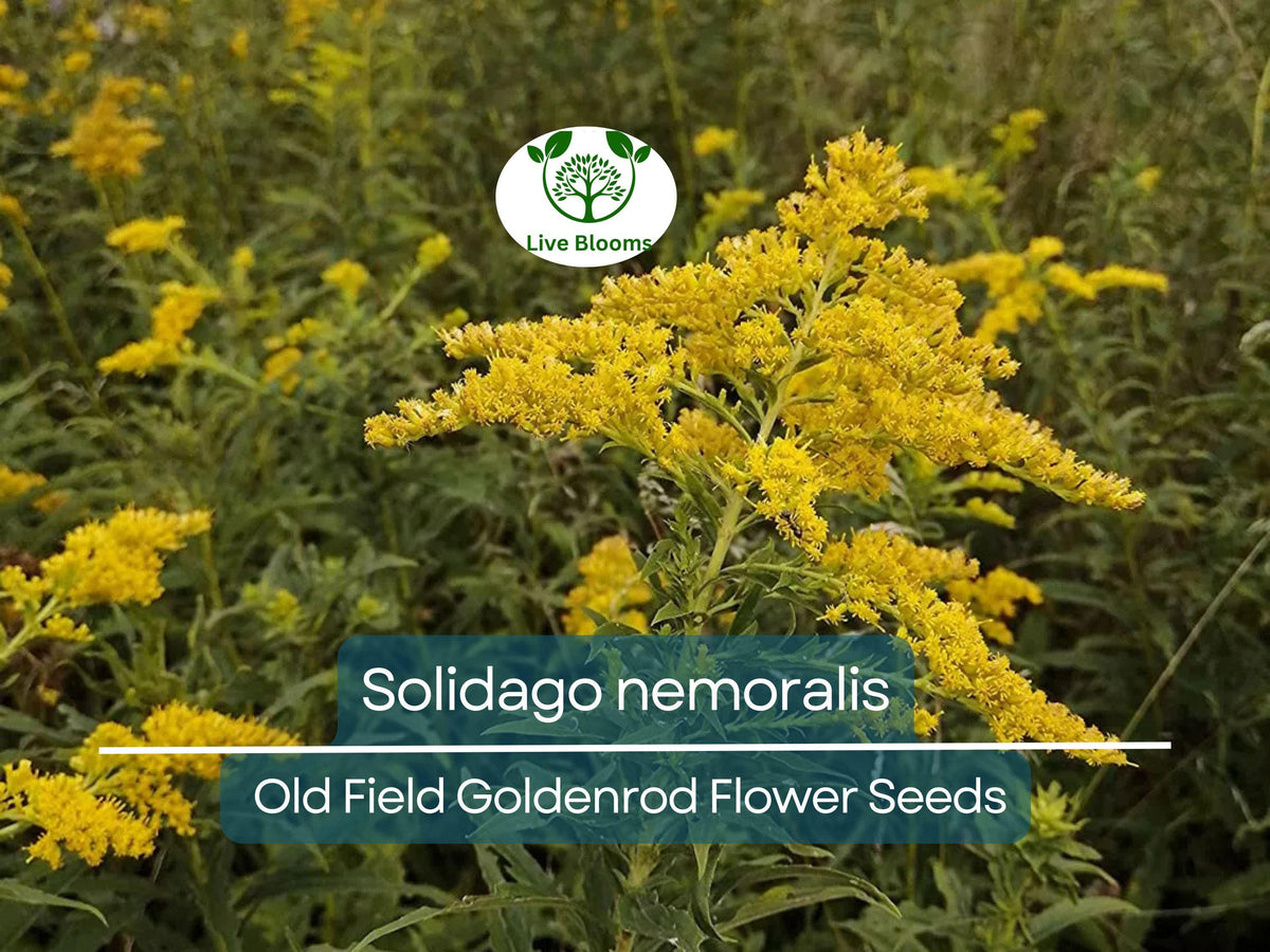 500 mg Seeds Solidago nemoralis (Old Field Goldenrod) - Native Perennial Wildflower for Pollinator Gardens and Natural Landscaping