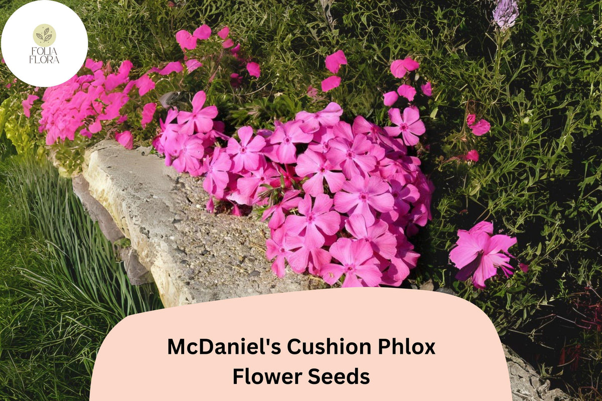 100+ McDaniel's Cushion Phlox Seeds - Pink Creeping Groundcover Flowers, Phlox subulata, Perennial, Easy to Grow, Non-GMO