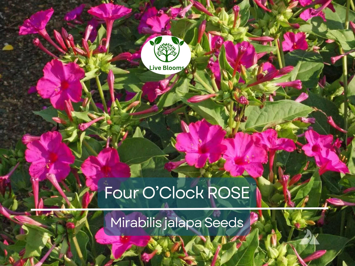 25 Four O’Clock Rose Seeds – Mirabilis Jalapa | Non-GMO Perennial Flowers with Fragrant Pink Blooms