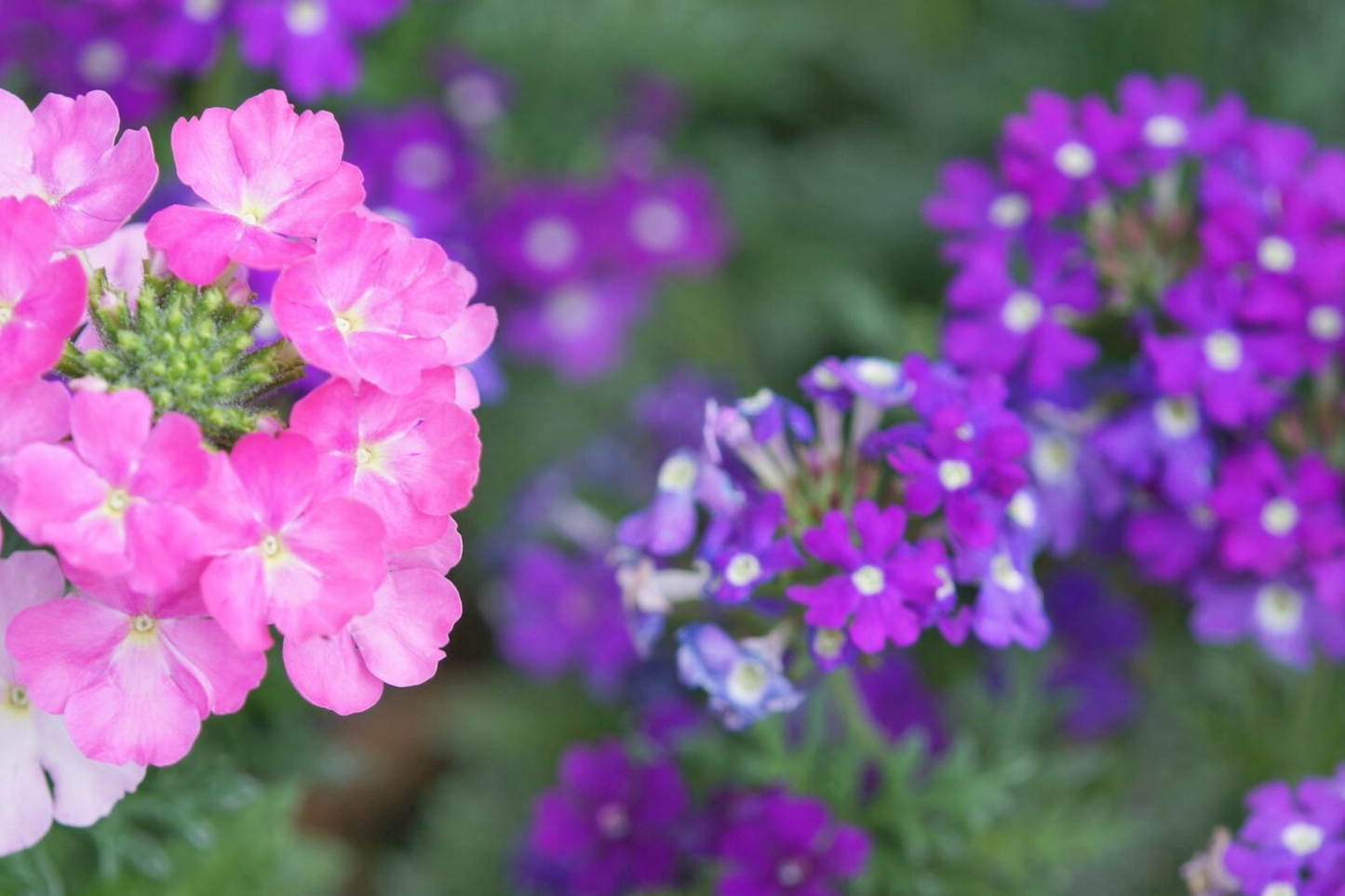 Verbena Seeds 600 Count - Blue Vervain (Verbena hastata) Perennial Flowering Plant for Full Sun Garden, Deer Resistant