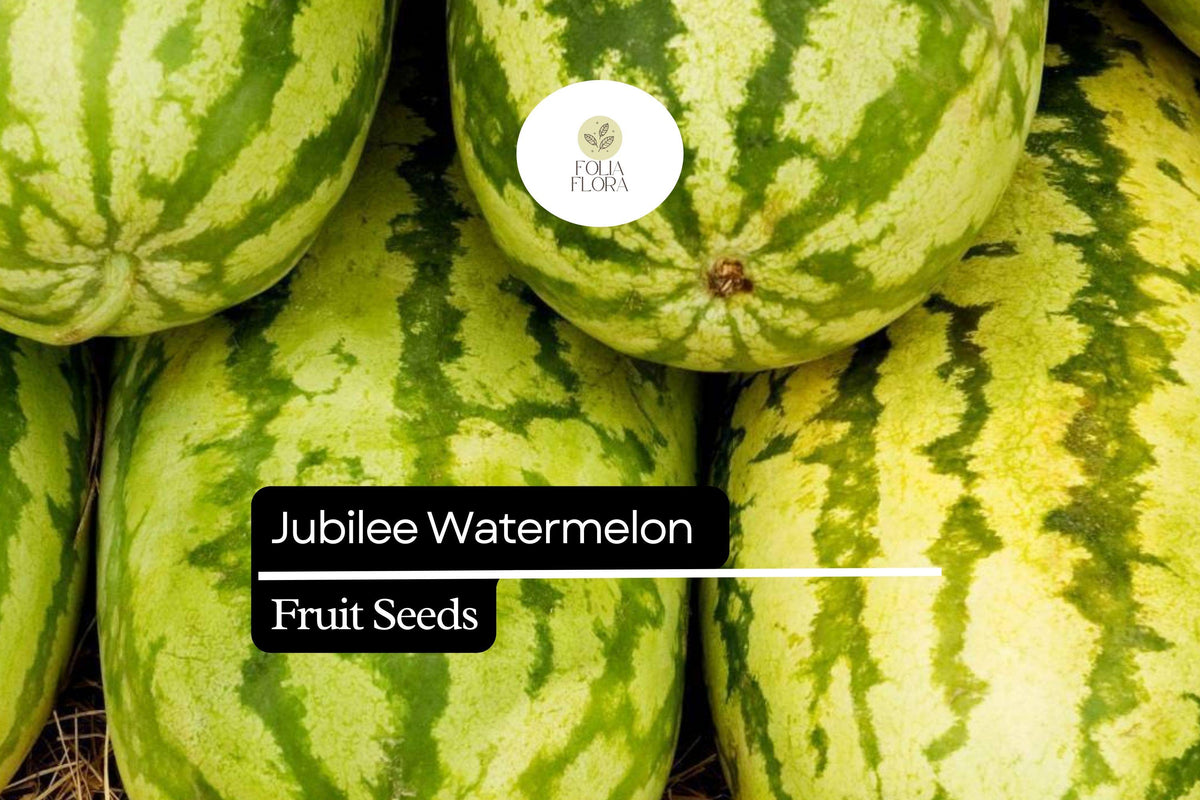 5 Seeds Jubilee Watermelon – Sweet Juicy Heirloom Variety, Citrullus lanatus, Green-Striped Rind, Perfect for Summer Picnics