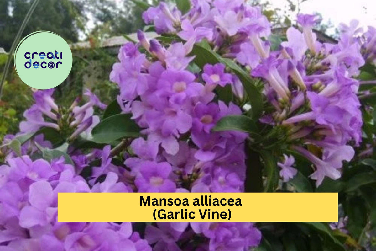 Garlic Vine Plant - Live Semi-Tropical Flowering Vine with Purple Trumpet Blooms - Mansoa alliacea - Ornamental Garden Climber