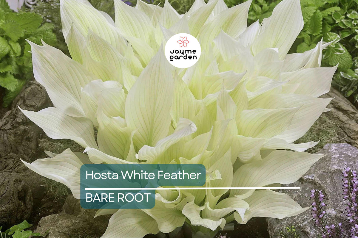 Rare White Feather Hosta | Live Bare Root Perennial | Unique White Foliage | Shade-Loving Plant | Hosta 'White Feather'