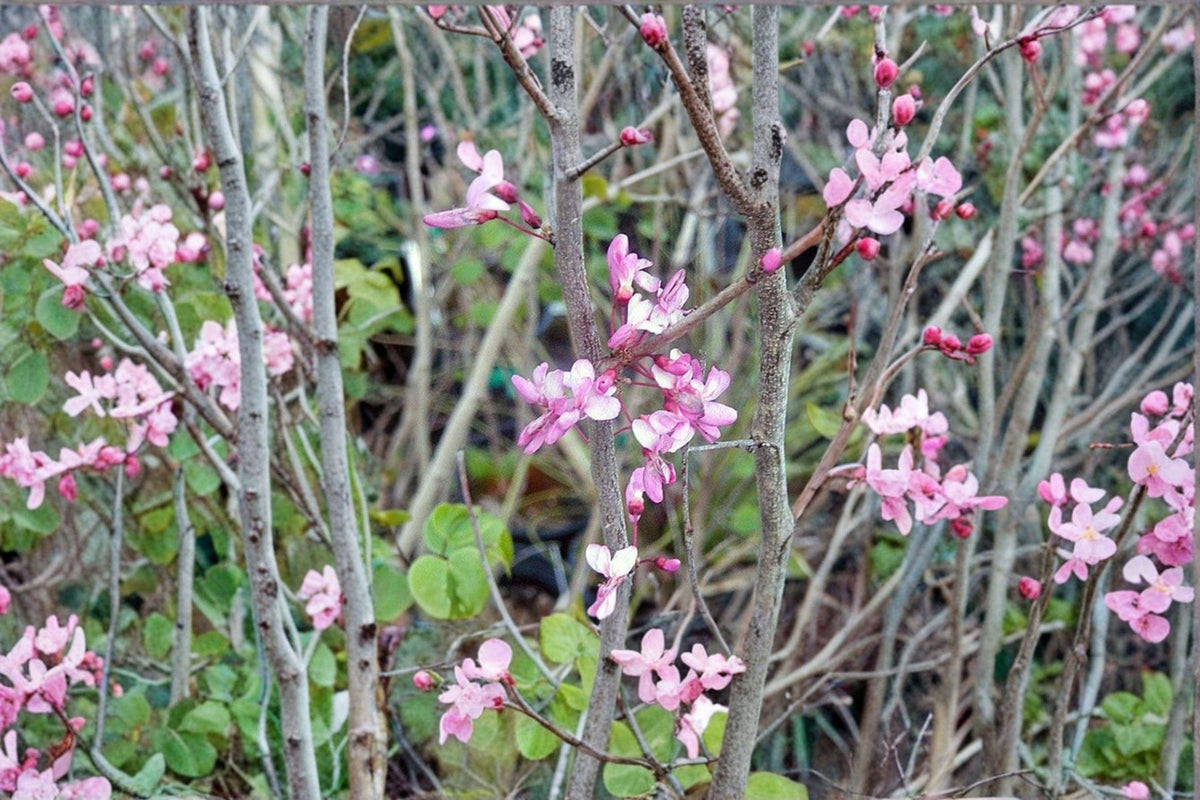 Giant Redbud Seeds - 10 Pack - Rare Cercis gigantea - Large Heart-Shaped Leaves - Ornamental Flowering Tree
