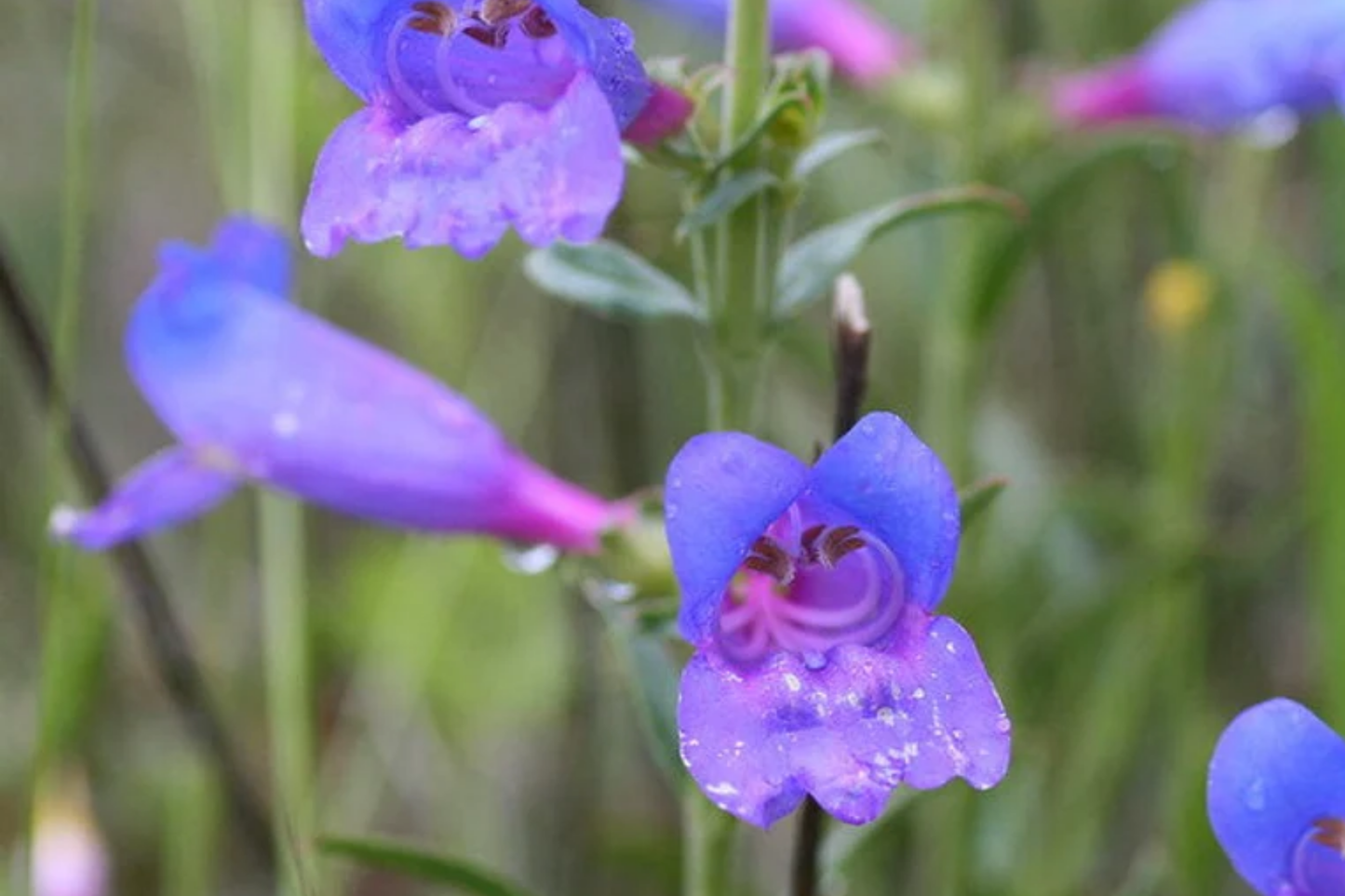 Penstemon Seeds 50 PCS Blue Spring Flower Electric Blue Trumpet Perennial Garden Plant