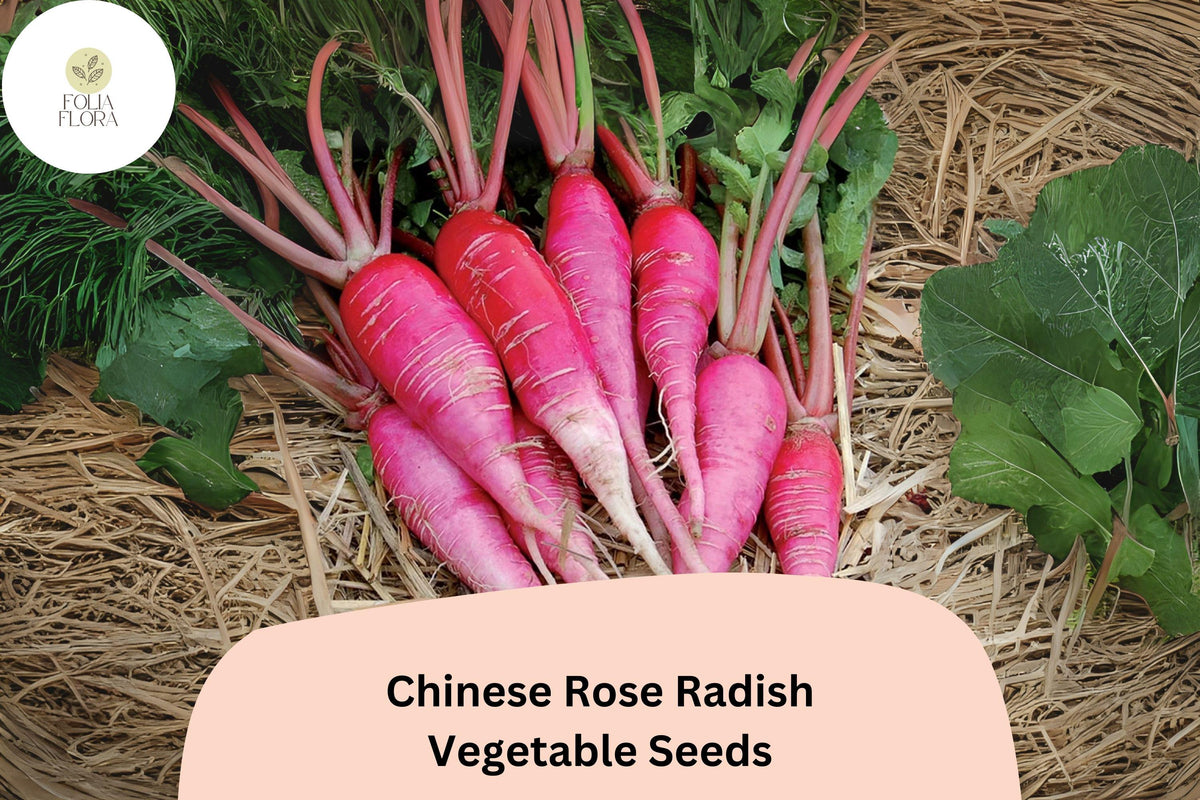 500+ Chinese Rose Radish Seeds - Heirloom Winter Radish (Raphanus sativus var. longipinnatus) - Non-GMO, Crisp & Mild Flavor