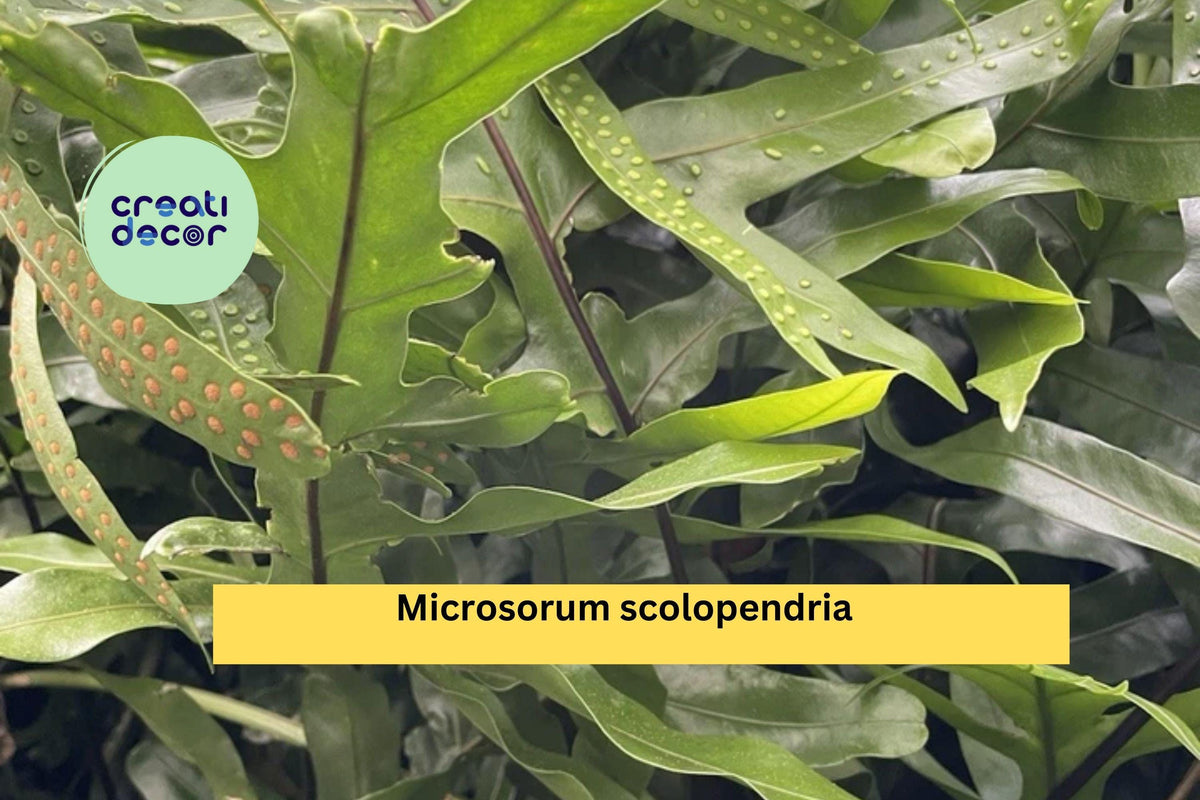 Hawaiian Laua’e Fern Rhizome | Live Microsorum scolopendria | Tropical Monarch Fern Starter Root | Hawaii Grown