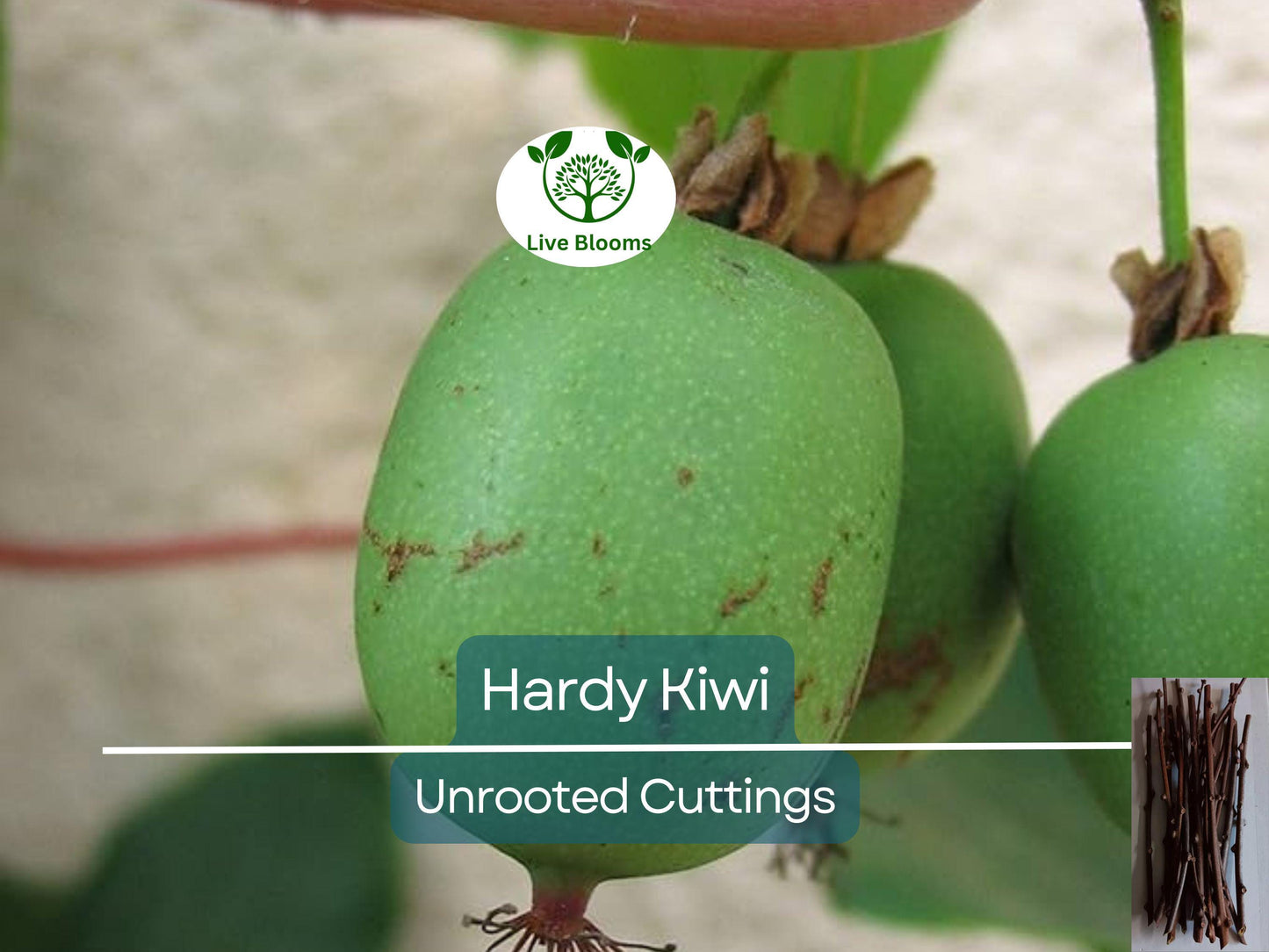 10 Organic Hardy Kiwi Actinidia Arguta Geneva Female Unrooted Cuttings - Cold Hardy Non-GMO Fruit Plants