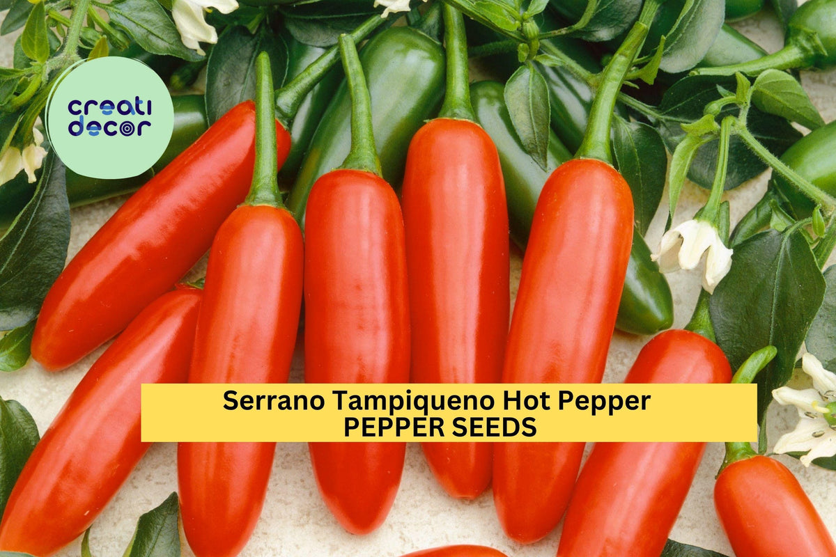 Serrano Hot Pepper Seeds 250mg 3pcs - Capsicum annuum Heirloom for Salsa & Cooking - Spicy, Productive Variety