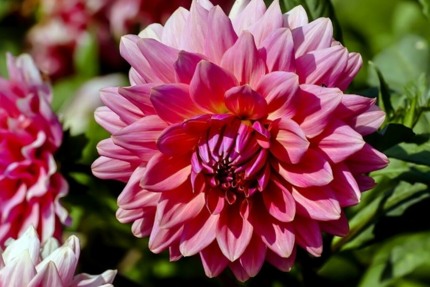 Dahlia Seeds - Black Beauty, Dark Mahogany Red Flowers, Dahlia pinnata, Annual, 8 Pack