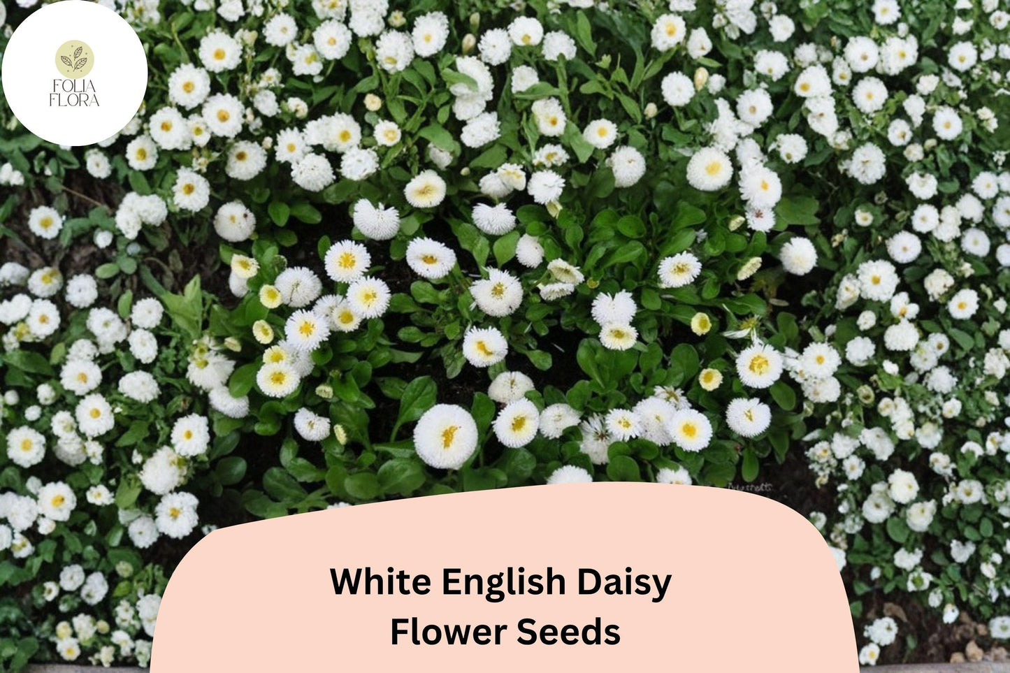 200+ White English Daisy Seeds | Bellis perennis | Easy-Grow Perennial with Charming White Blooms