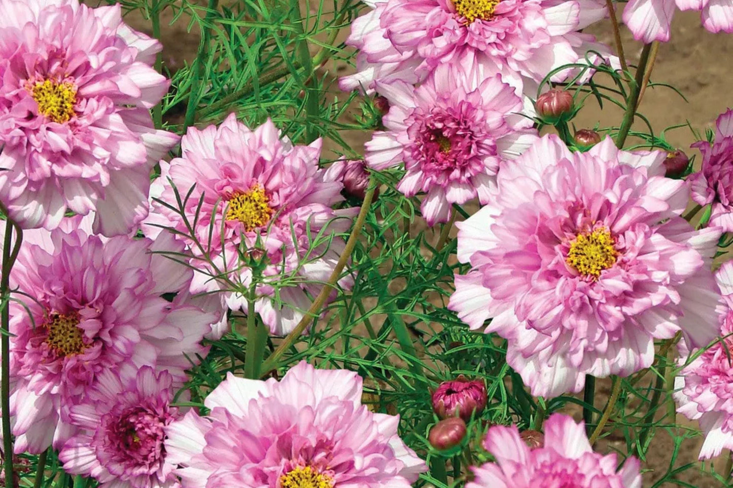 Double Click Bicolor Rose Cosmos Seeds – 200+ Heirloom Flower Seeds, Cosmos bipinnatus, Pollinator-Friendly, Full Sun, Easy to Grow, USA Grown