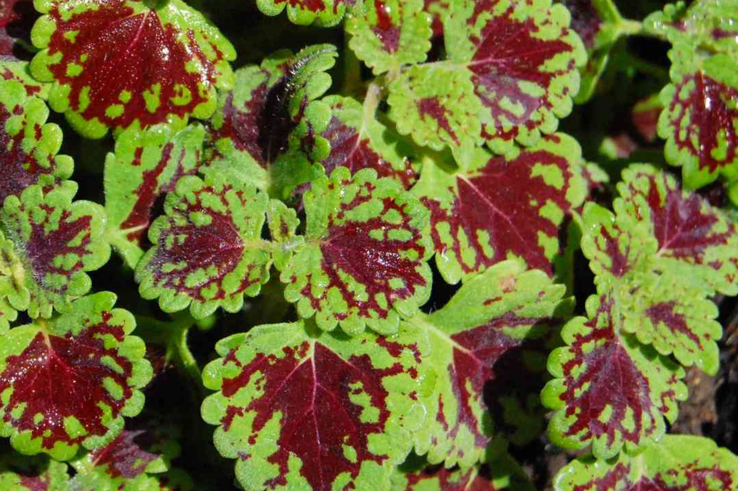 Coleus Seeds - Wizard Velvet Red - Dwarf Annual Plant with Heart-Shaped Leaves - Coleus blumei