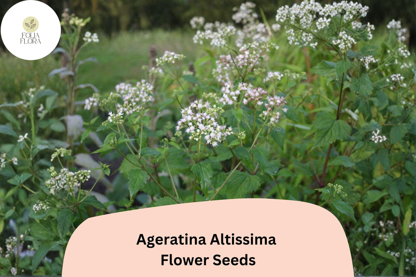 500 Ageratina altissima Seeds | White Snakeroot Native Perennial Wildflower for Shade Gardens