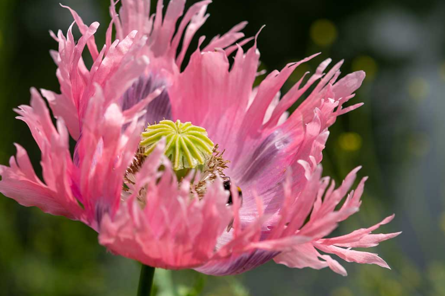 Danish Flag Poppy Seeds - Papaver Somniferum - Red & White Ground Cover - 500 Seeds for Easy Garden Growth