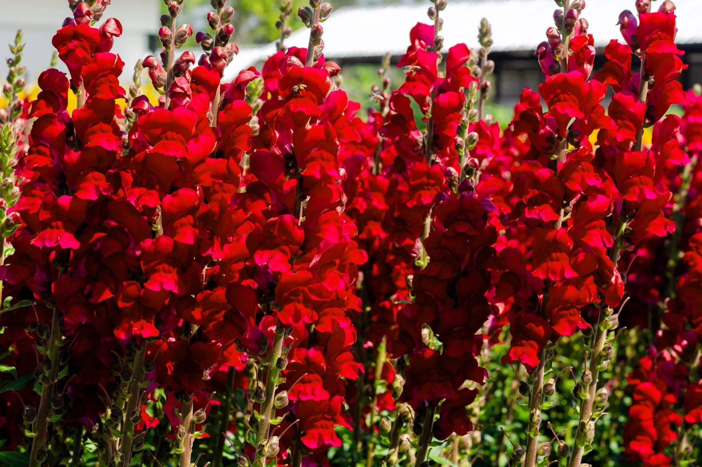 Red Snapdragon Seeds 200 PCS Ruby Antirrhinum Majus Maximum Ruby for Gardens & Cut Flowers