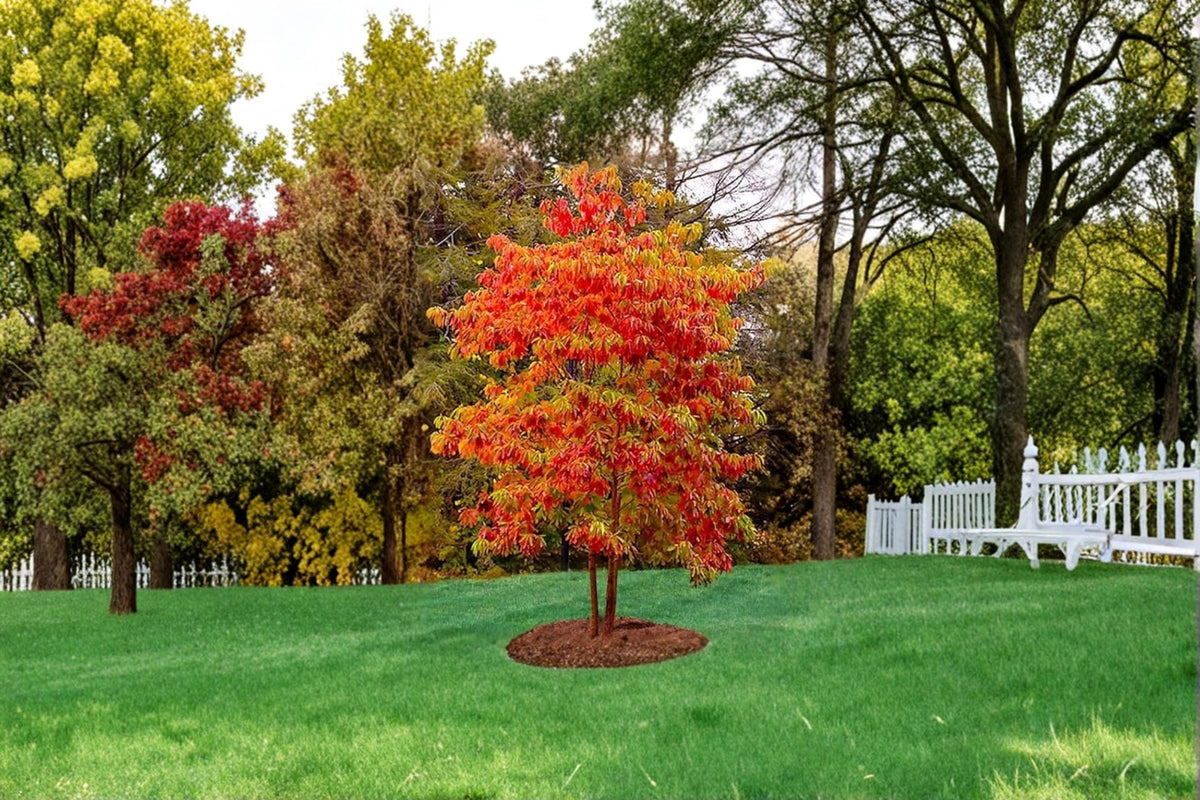 Sassafras Live Trees 1-2 ft Bare Root Native Deciduous Tree Sassafras albidum for Natural Landscapes & Gardens