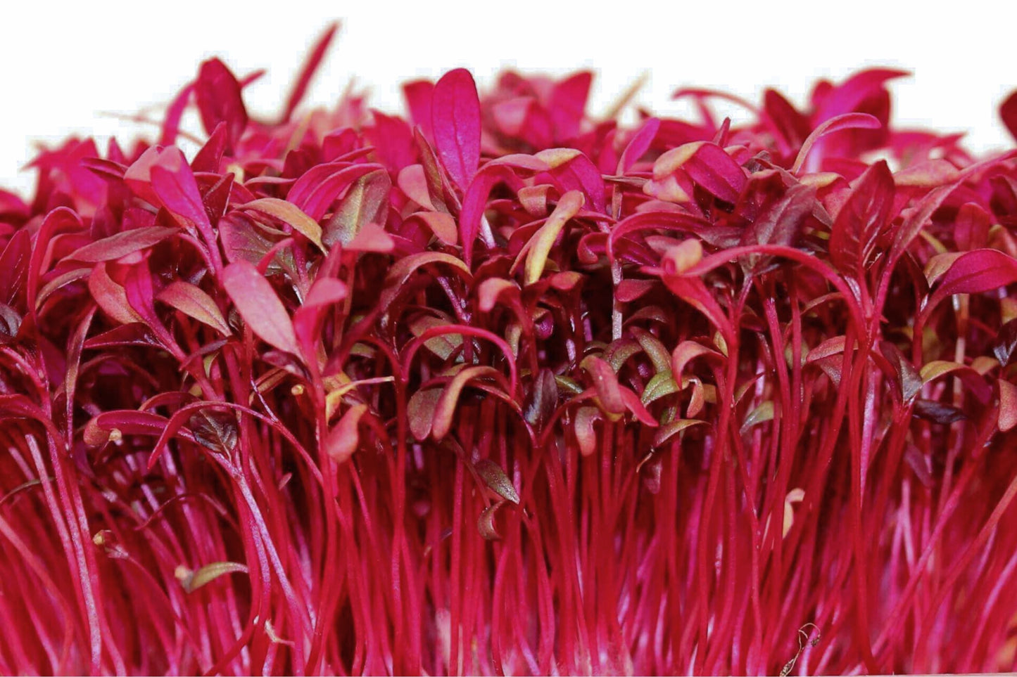 Red Garnet Amaranth Microgreen Seeds – Non-GMO Herb Sprouting Seeds for Indoor & Outdoor Gardens, Amaranthus cruentus