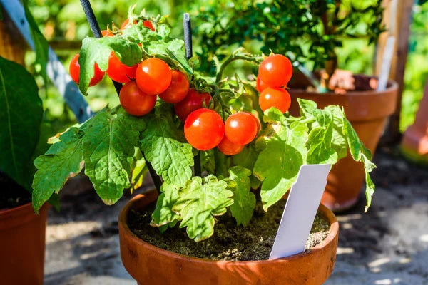 3 Live Bare Root Cherry Tomato Plants – Sweet Red Solanum lycopersicum Starters for Easy Growing