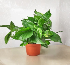 Golden Pothos Cuttings with Nodes - Epipremnum aureum Live Houseplant Propagation Set of 5