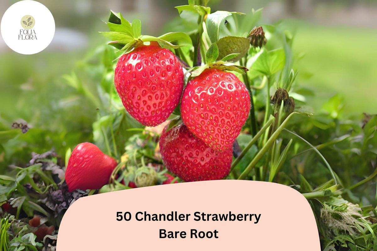 50 Live Bare Root Chandler Strawberry Plants | June Bearing | Fragaria × ananassa | Sweet Red Berries for Garden or Containers
