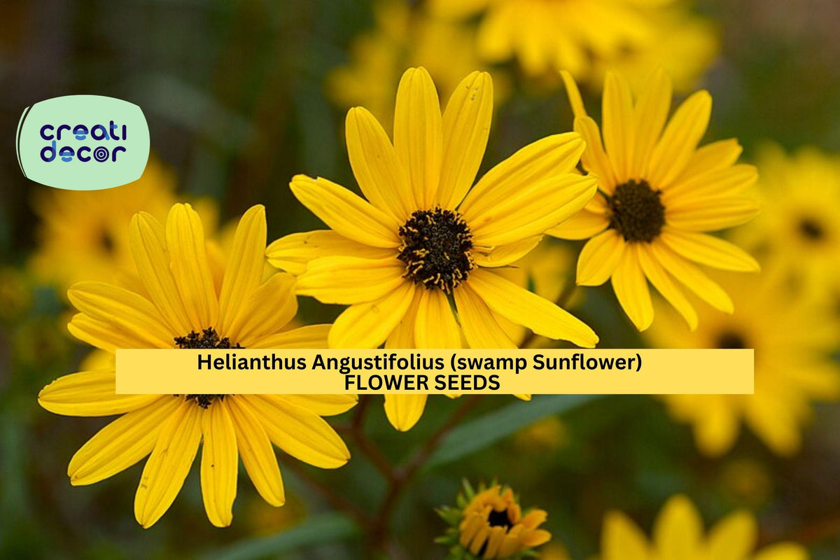 100 Seeds Swamp Sunflower Helianthus angustifolius - Bright Yellow Blooms for Pollinator Gardens, Wet Soils, Fall Borders