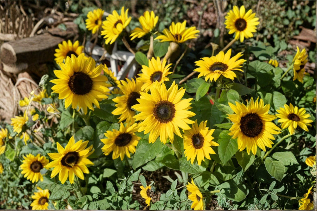 Sunspot Dwarf Sunflower Seeds - 15 Pack - Helianthus annuus - Compact, Giant Yellow Blooms for Small Gardens & Pots