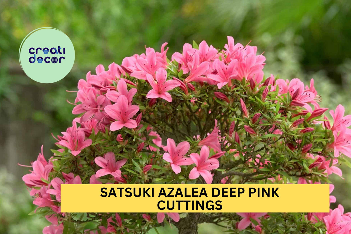 Deep Pink Satsuki Azalea Cuttings 5 Pack | Rhododendron Indicum | Flowering Shrub for Bonsai or Garden | USA Seller