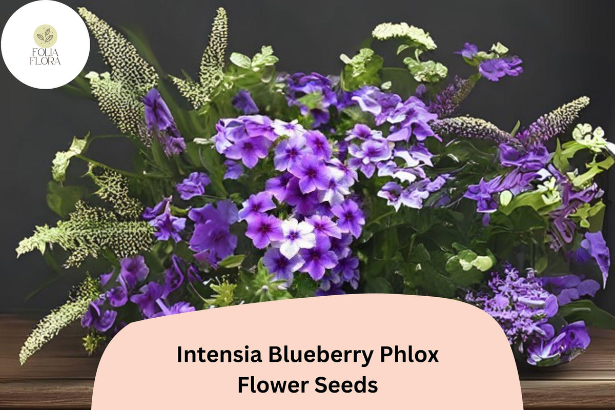 Intensia Blueberry Phlox Seeds – 100+ Non-GMO Purple-Blue Flower Seeds for Garden Planting, Phlox hybrida